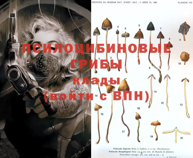 Галлюциногенные грибы MAGIC MUSHROOMS  Бокситогорск 